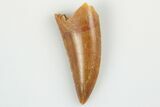 Serrated, Raptor Tooth - Real Dinosaur Tooth #193083-1